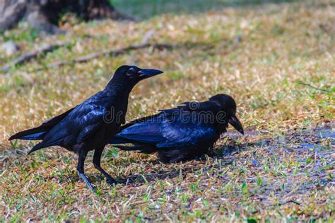 Close Up Black Crow In The Public Park Corvus Corone Common Bl Stock