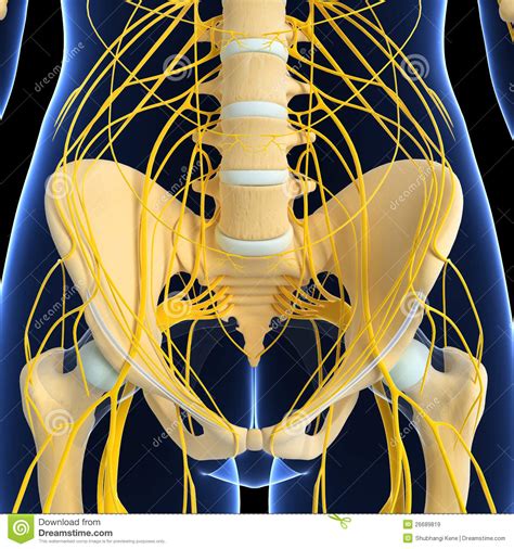 In 2007, a group of researchers reported a startling discovery: Skeleton Of Female Nervous System Of Back Royalty Free Stock Images - Image: 26689819