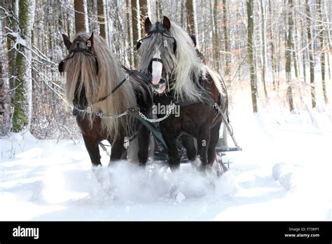 Black Forest Horse Team Of Stallions Pulling A Sledge In A Forest In