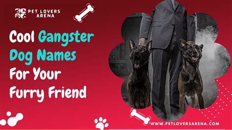 170 Cool Gangster Dog Names For Your Furry Friend