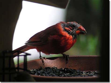 Backyard Bird Cam Male Northern Cardinal Bald