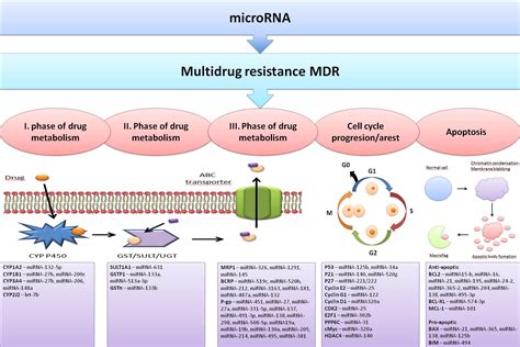 Cancers Free Full Text The Roles Of Micrornas In Cancer Multidrug