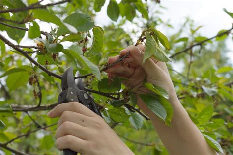 Pruning Cherry Trees When And How Plantura