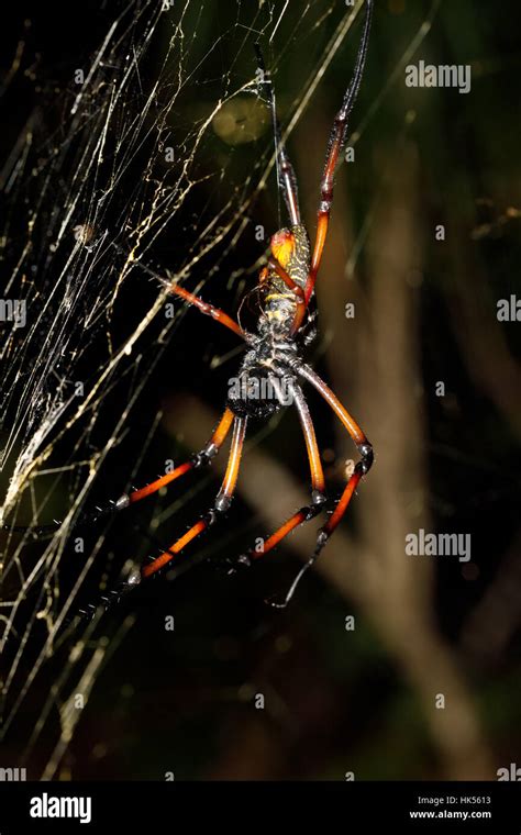 Golden Silk Orb Weaver Giant Spider Nephila On Web Nosy Mangabe