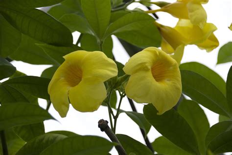 Allan Gardens Toronto Ontario Canada Blooming Tubular Yellow