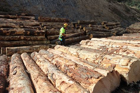 7 Surprising Reasons Why Loggings A Great Industry Brolly Logging