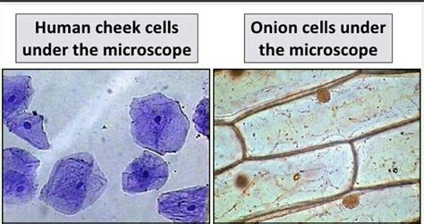 Below are some of the most important: Diagram of human cheek cell and onion cell - Brainly.in