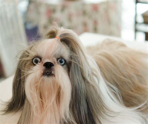 What Is Shih Tzu Eye Care And Why Is It Important Shih Tzu Buzz