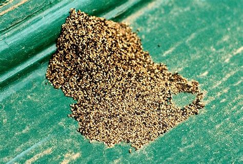 What Does Termite Poop Look Like Animalspick