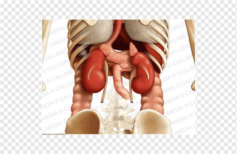 Rg O Do Abdome Pelve Plano Coronal T Rax Outros M O Outros Anatomia Png Pngwing