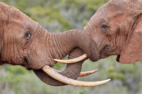 Jhp Blog December 22 2017 Two African Elephants Greeting Each