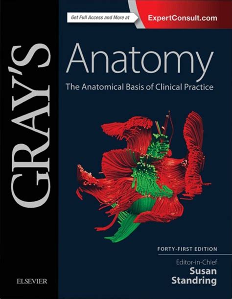 Grays Anatomy The Anatomical Basis Of Clinical Practice 41st Edition