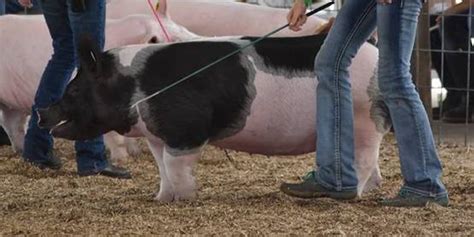 Cornell Cooperative Extension 4 H Hog Project