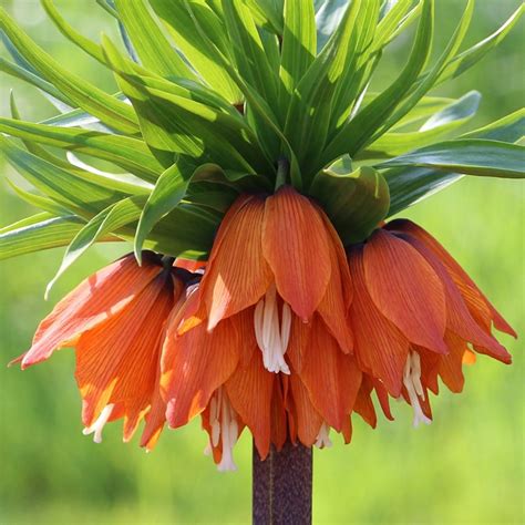 Buy Crown Imperial Bulb Fritillaria Imperialis Rubra Delivery By