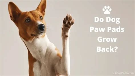 Do Dog Paw Pads Grow Back Bulldogpapa