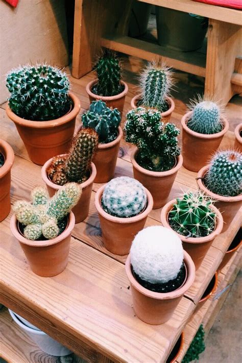 Baby Cacti Plants Baby Cactus Cactus Plants