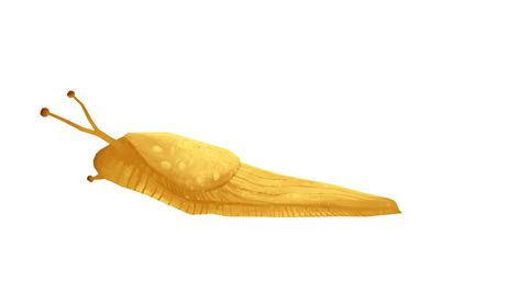 Banana Slug 3d Model By Peachyroyalty 9ad5ca9 Sketchfab