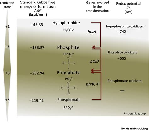 Life On Phosphite A Metagenomics Tale Trends In Microbiology