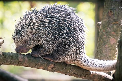 Prehensile Tail Porcupine Curled And Relaxed Eric Kilby Flickr