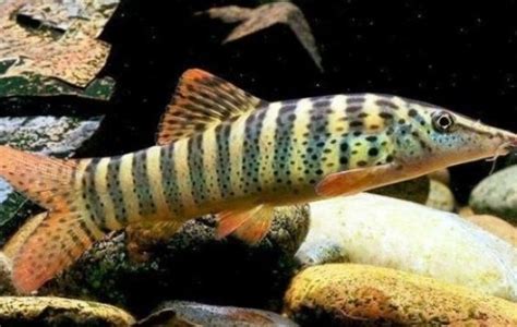 Tiger Botia Loach Loaches Syncrossus Hymenophysa Tank Facts