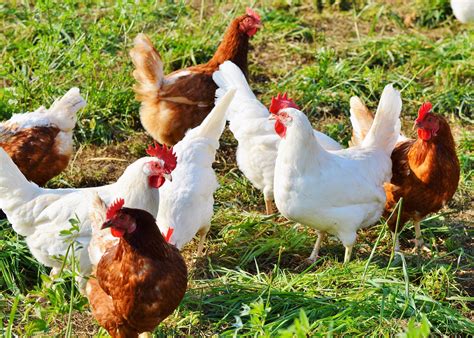 There's always more to learn and ways to improve. Raising Chickens 101: A Beginner's Guide to Chickens | The ...