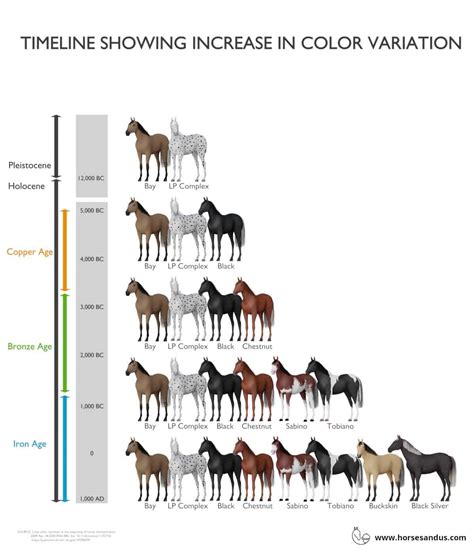 A Captivating Journey Into Horse Colors And Patterns