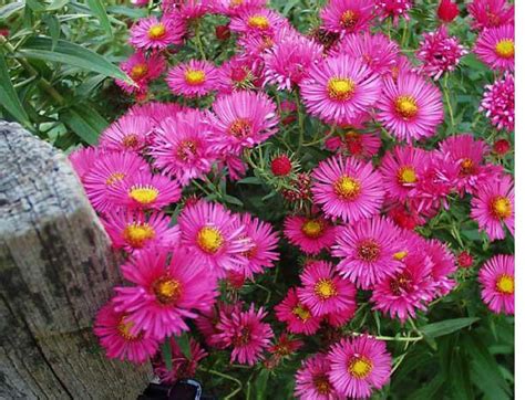 Aster Seeds Pink Aster Alpinus Pink Border Or In Containers500