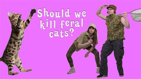 Should We Kill Feral Cats Abc Listen