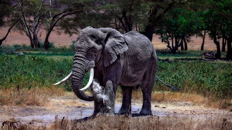 Elephant In Serengeti National Park Tanzania Uhd 4k Wallpaper Pixelz