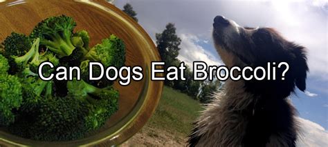 Some dogs might react more strongly to broccoli than others, so it's very important to monitor individual dogs to. Can Dogs Eat Broccoli? - Pethority Dogs