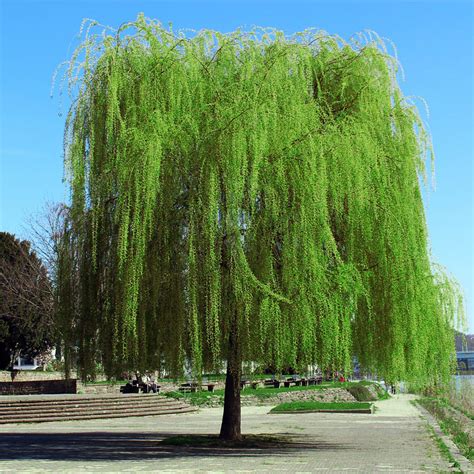 Weeping trees are characterized by soft, limp twigs. Weeping willows