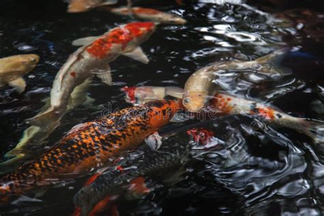 Koi Fish Is Famous Pet Of Japanese Lover And Making Relaxing Stock