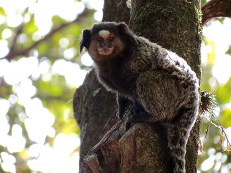 Find the perfect black tufted ear marmoset stock photos and editorial news pictures from getty images. Black tufted marmoset - Alchetron, The Free Social ...