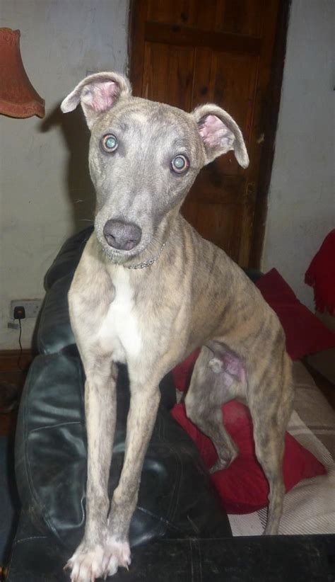 Peter 10 12 Month Old Male Whippet Cross Available For Adoption