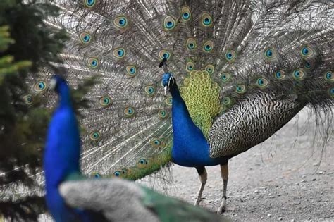 Why Do Peacocks Spread Their Feathers Explained Bird Avid
