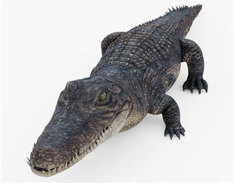 Alligator 3d Model Cgtrader