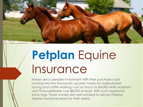 Ppt Petplan Equine Insurance Powerpoint Presentation Free Download