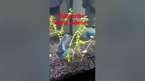 Big Electric Blue Acara Cichlid Fish Big Full Grown Adult Acara Green