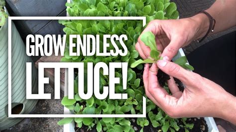 Grow Lettuce From Seed For A Continual Harvest Youtube