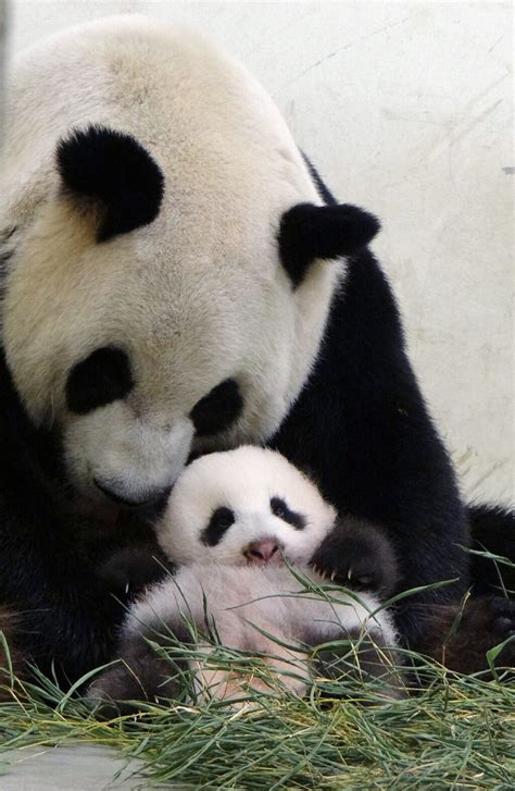 Giant Pandas Are Cute To Many But There Are Some Who Cant Stand Them