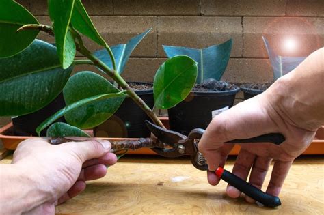 How To Grow Rubber Plant Bbc Gardeners World Magazine