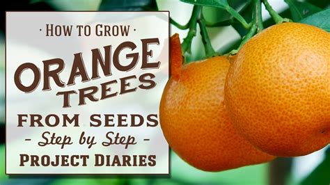 Oranges From Seed