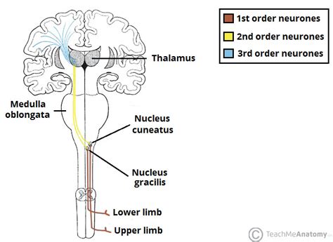 The dorsal columns first carry such information to the medulla. The Ascending Tracts - DCML - Anterolateral - TeachMeAnatomy