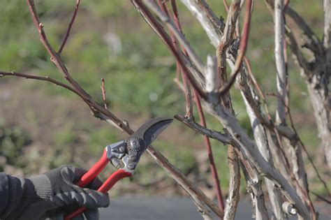 Learn About Pruning Berries Kiwifruit And Grapes In Online Classes