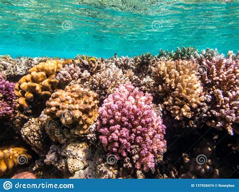 Snorkeling In Marsa Alam Egypt Coral Reef Stock Photo Image Of Life