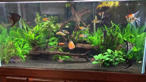 120 Gallon Planted Angelfish And Rainbow Fish Aquarium Youtube