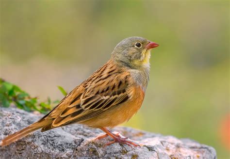 Ortolan Bunting Az Birds