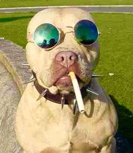 Smoking Dog Funny Dog Faces Funny Dogs Dog Face