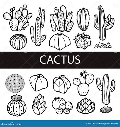 Set Of Isolated Cactus And Succulents In Black Outline Vector Stock
