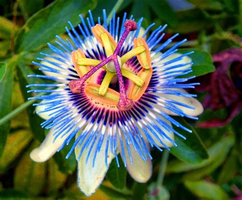 Maybe you would like to learn more about one of these? How to Grow Passionflowers: Ornate Flowers and Delicious ...